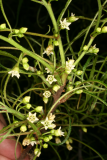 Frangula alnus 'Aspleniifolia' RCP5-09 042.jpg
